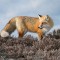 red-fox-new-jersey