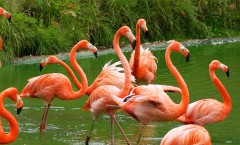 Caribbean_flamingo