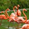 Caribbean_flamingo