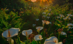 Calla Lily Valley