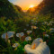 Calla Lily Valley