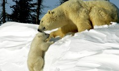 polar-bears_белый-медведь-с-детенышем