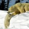 polar-bears_белый-медведь-с-детенышем