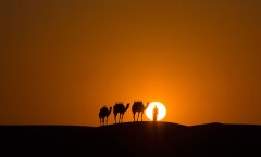 camel-caravan-sunset-desert