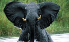 elephant-close-up-tanzania_91344_990x742