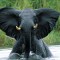 elephant-close-up-tanzania_91344_990x742