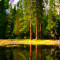 Сосновый_лес_обои_высокое_качество