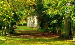 Forest_Sunny_forest_лес_летом_солнечный_лес