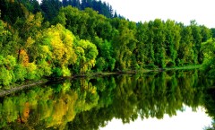 Лес_у_озера_водоем_в_лесу
