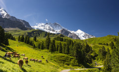 Горы_Альпы_Alps_Alpes_Alpi_коровы_пасутся_у_Альп_в_горах_Европа