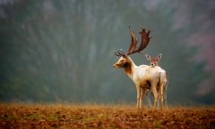 Олень-олененок-Deers-Nature-High-Definition-Wallpaper-1920x1200