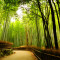 Sagano.Bamboo.Forest.original.kioto.japan