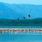 nakuru_lake_kenija_afrika